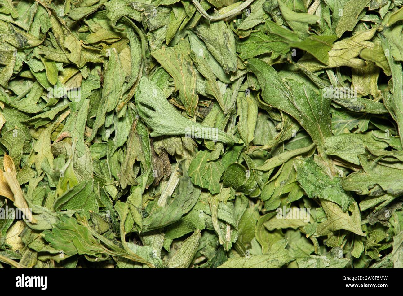 Dried Parsley flakes herbal green background image. Petroselinum