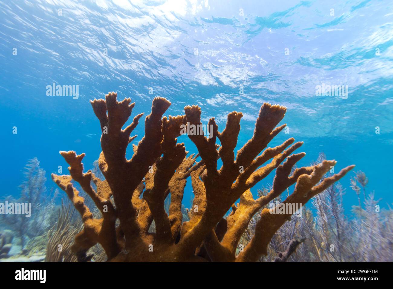 Healthy Elkhorn coral in a reef landscape with various hard corals Stock Photo