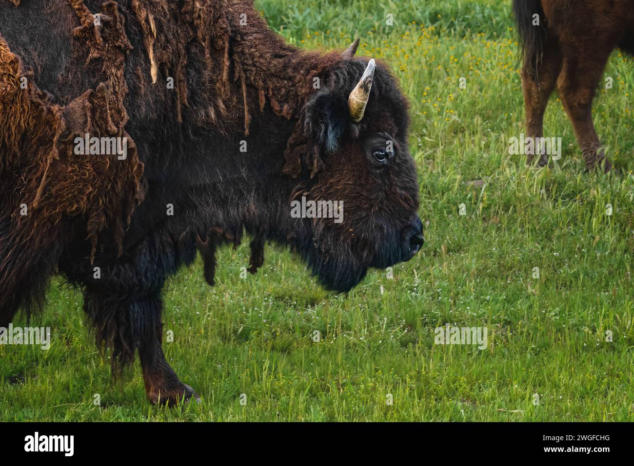 Group american bison grazing hi-res stock photography and images - Alamy
