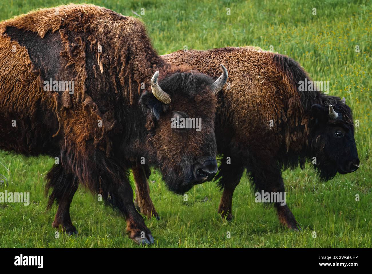 Prairie grassland bison badlands hi-res stock photography and images ...