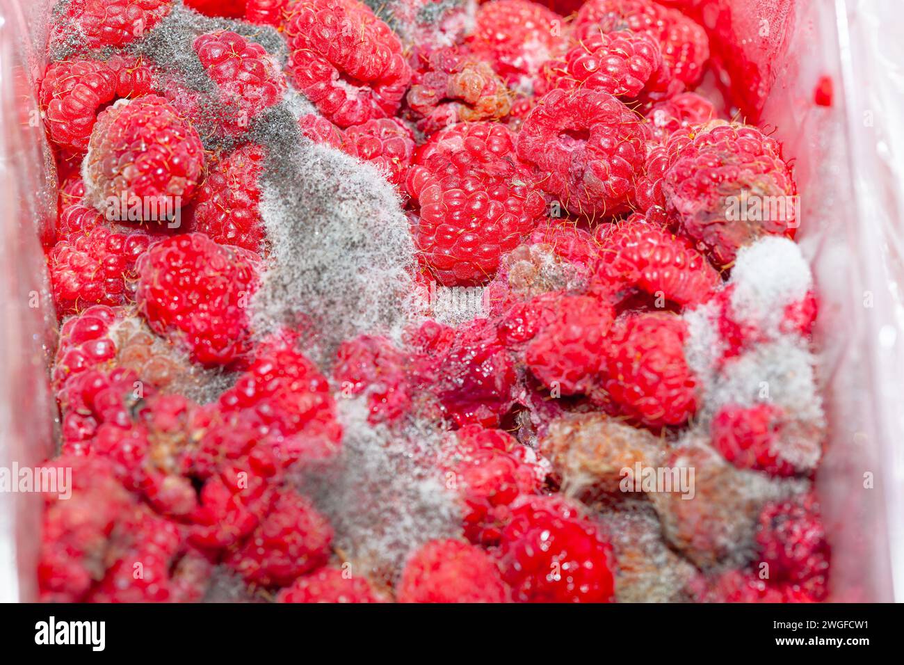 Raspberries with mold macro background, selective focus Stock Photo