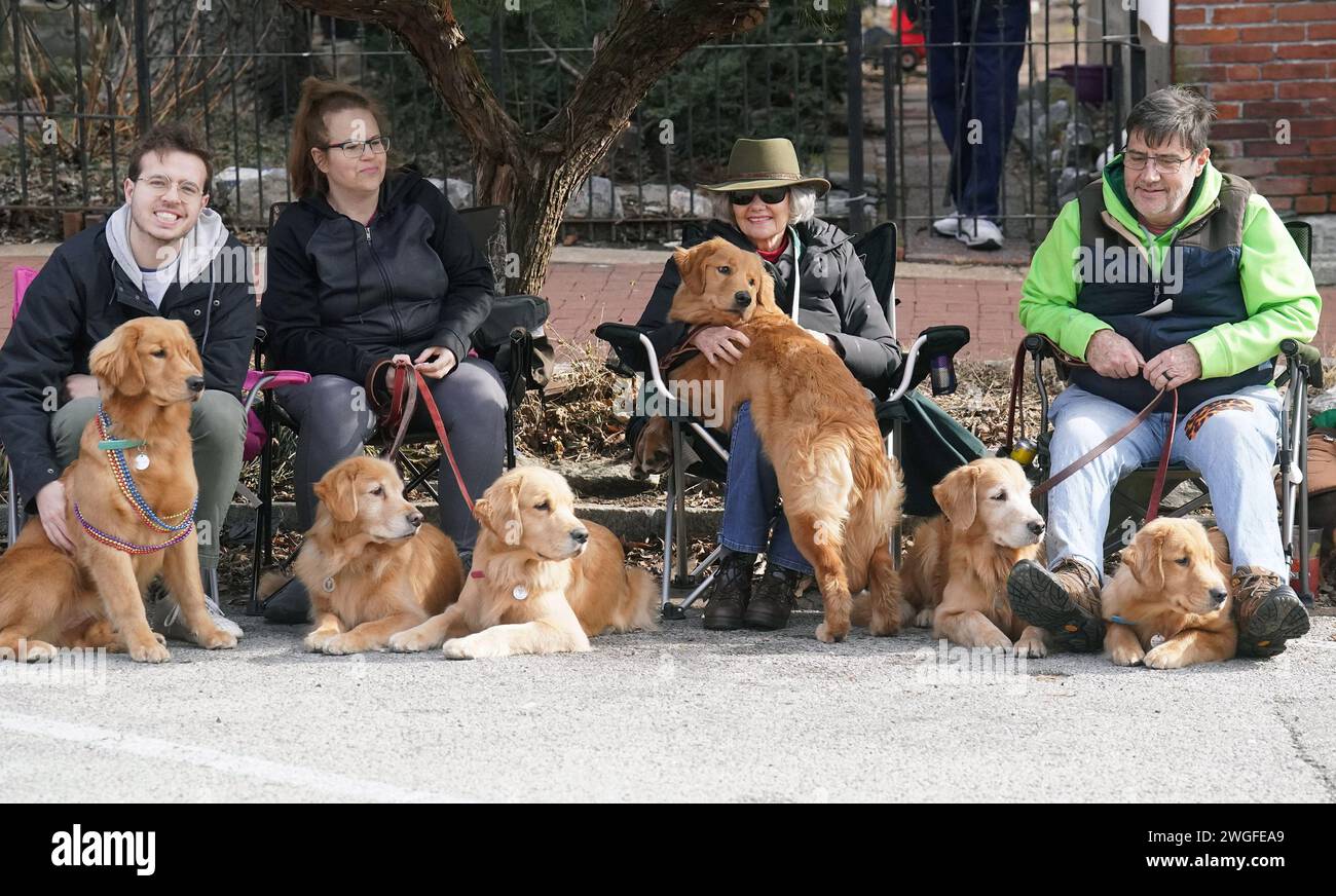 St. Louis, United States. 04th Feb, 2024. A group of Golden Retrievers