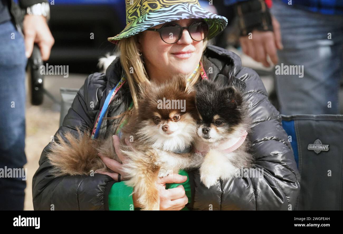 St. Louis, United States. 04th Feb, 2024. Pomeranian dogs and their
