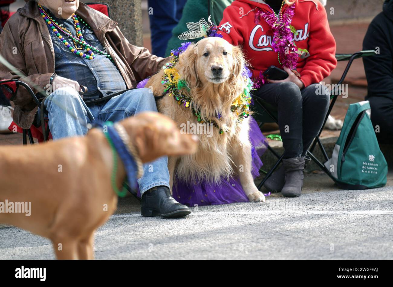 St. Louis, United States. 04th Feb, 2024. A decorated Golden Retriever watches from the curb as