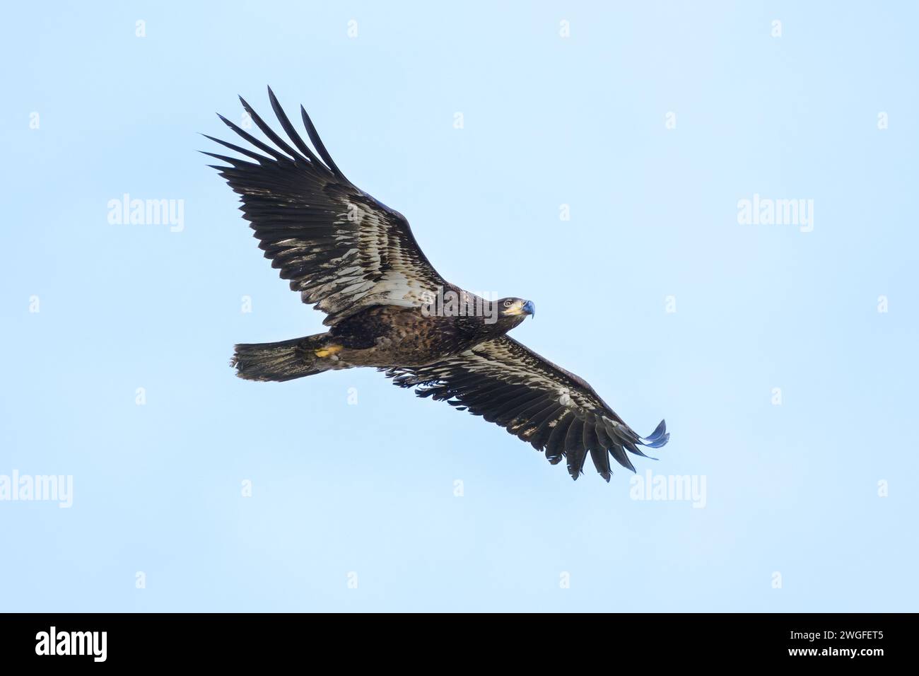 Eagle wings feathers spread hi-res stock photography and images - Alamy