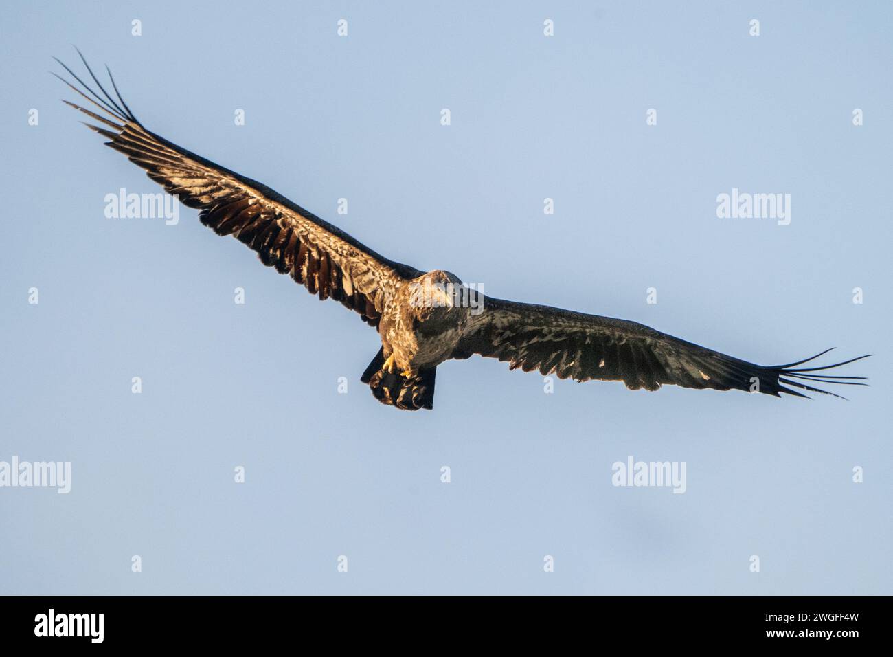 An immature bald eagle flying Stock Photo - Alamy