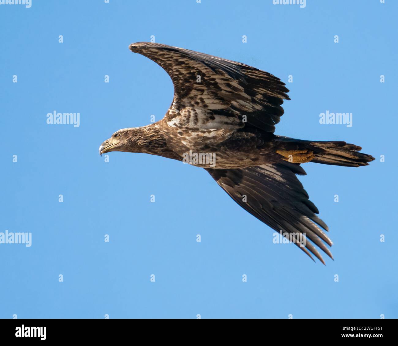 A roughly two year old bald eagle Stock Photo - Alamy