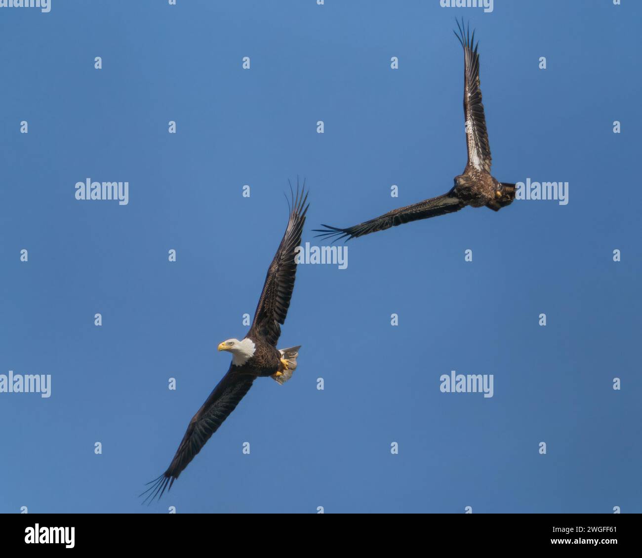 An adult and immature bald eagle flying together Stock Photo - Alamy