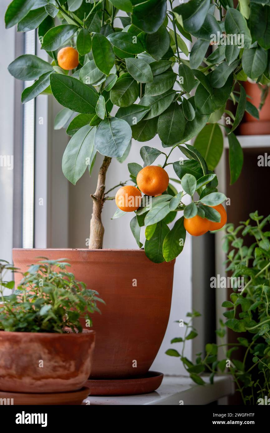 Tangerine tree with fruits in terracotta pot on windowsill at home. Calamondin citrus plant.  Stock Photo