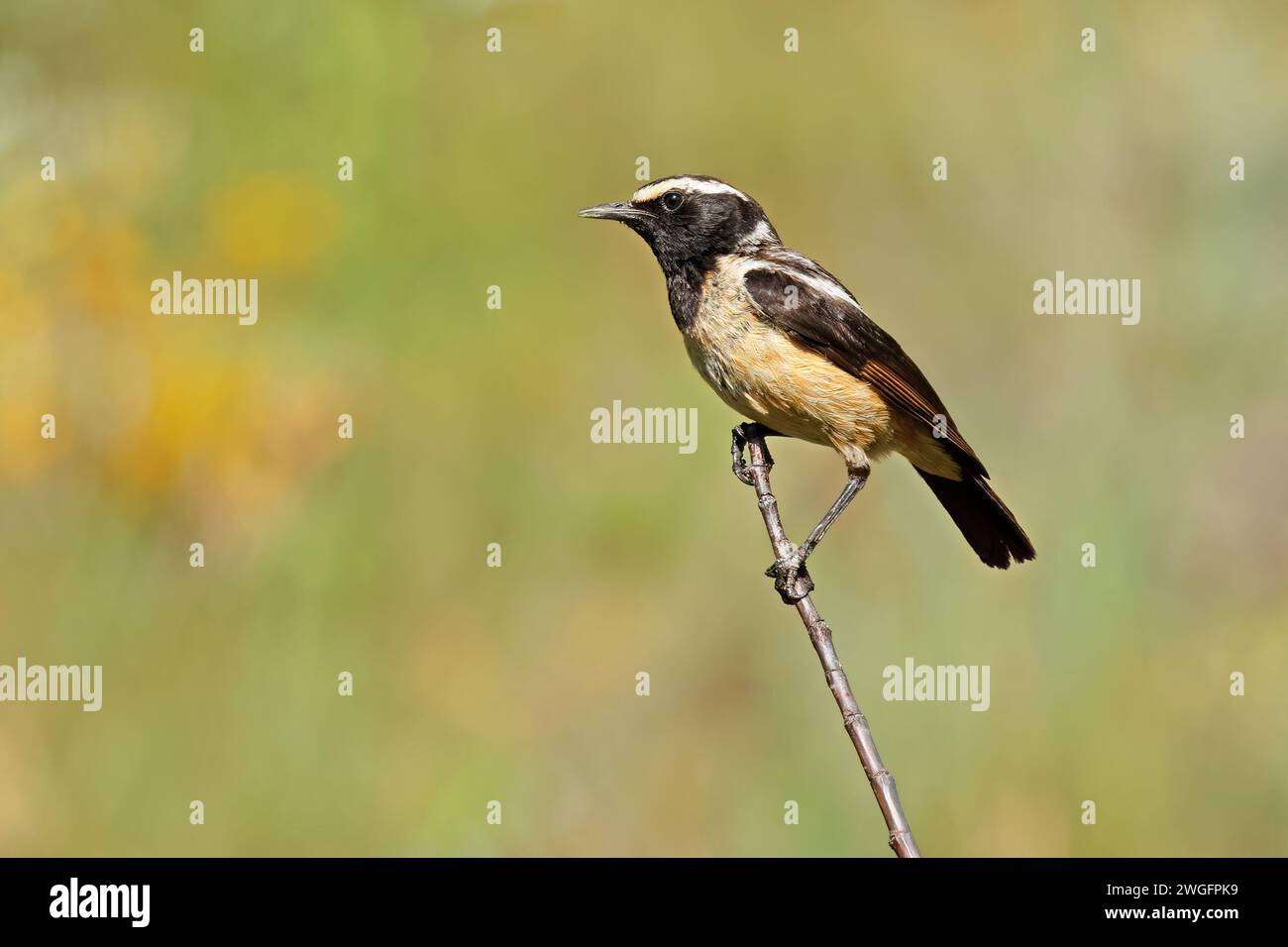 A male buff-streaked chat (Campicoloides bifasciata) perched on a branch, South Africa Stock Photo