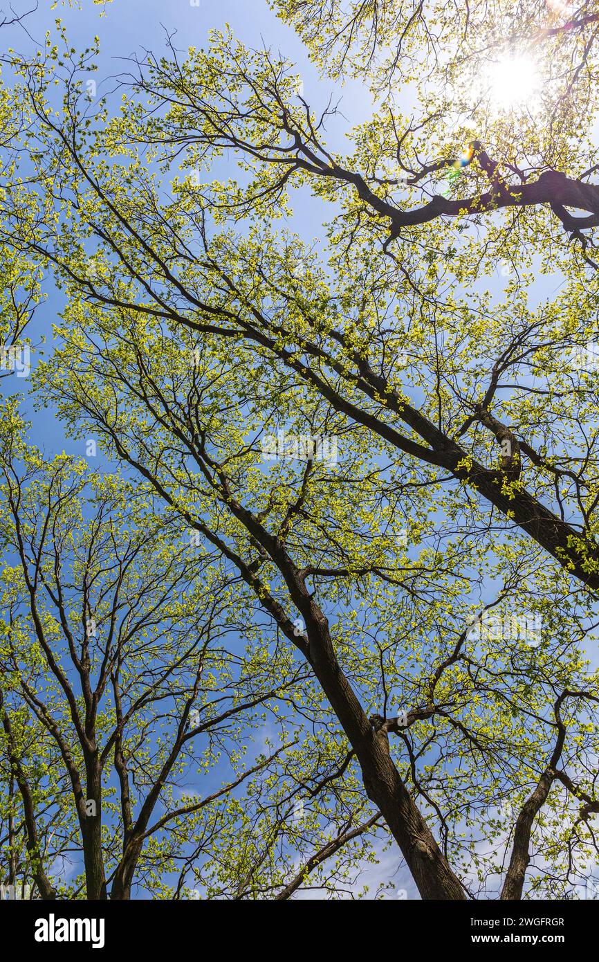 Trunk treetop hi-res stock photography and images - Alamy