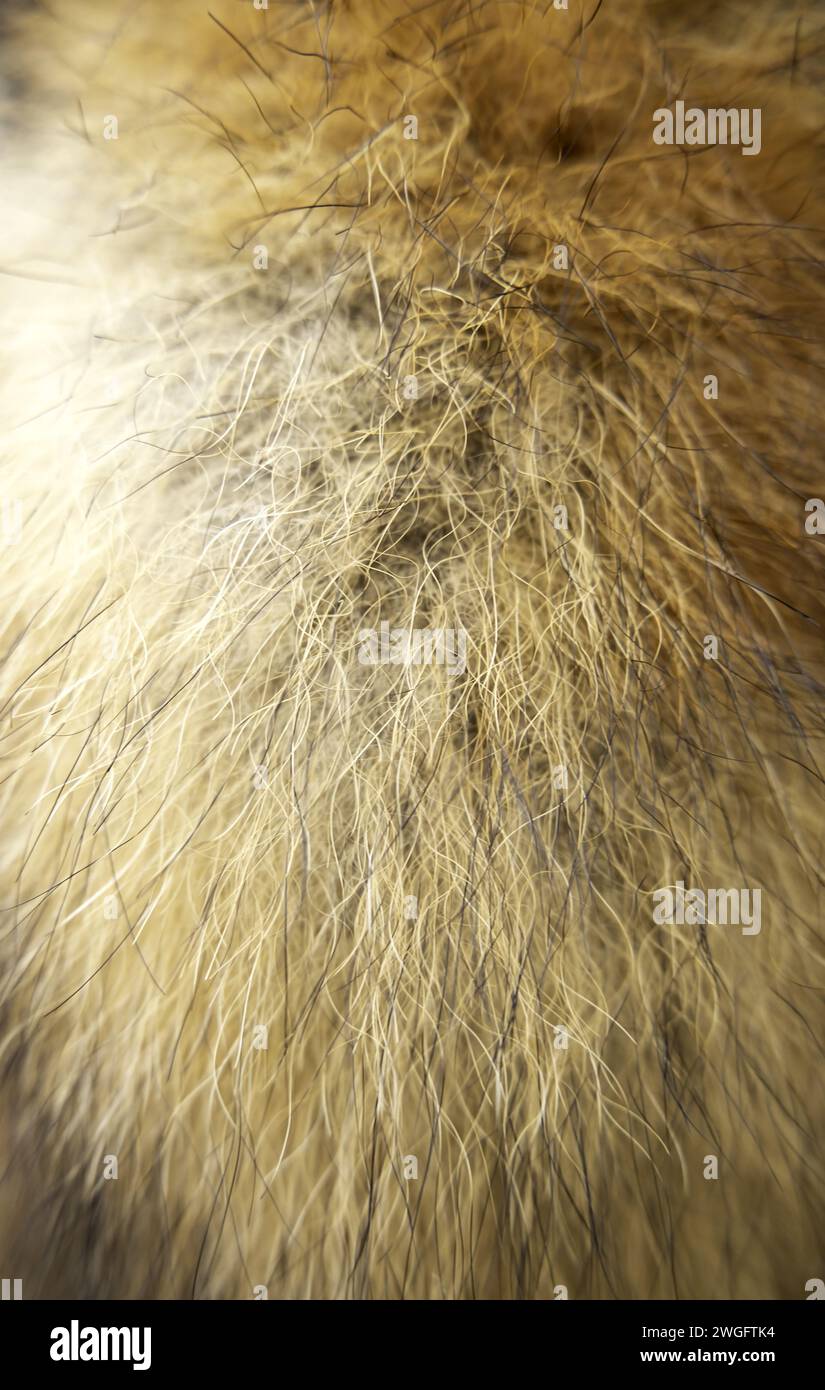 Detail of dead animal skin, decoration and coat Stock Photo
