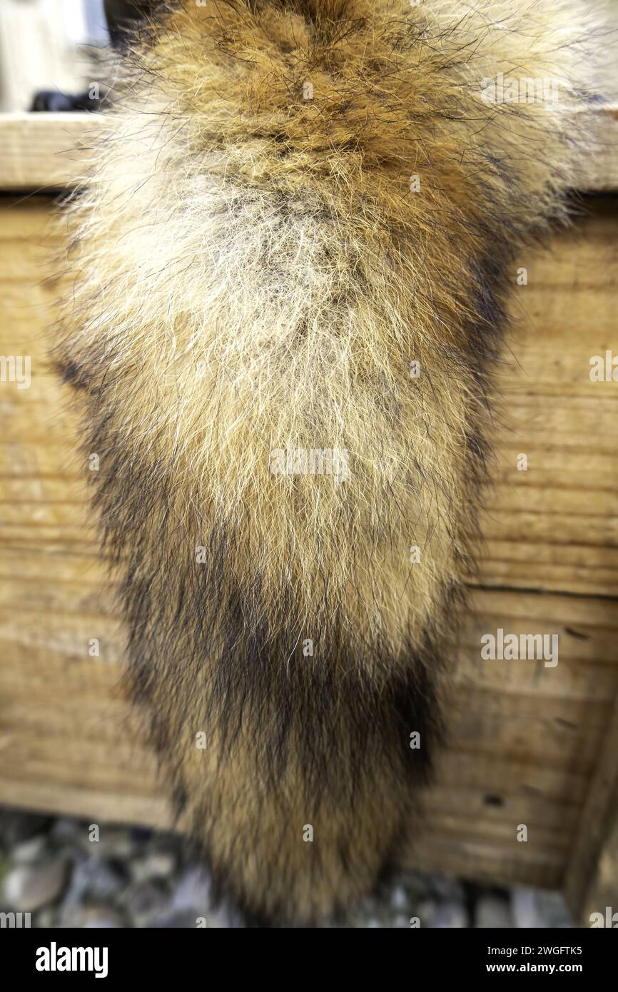 Detail of dead animal skin, decoration and coat Stock Photo