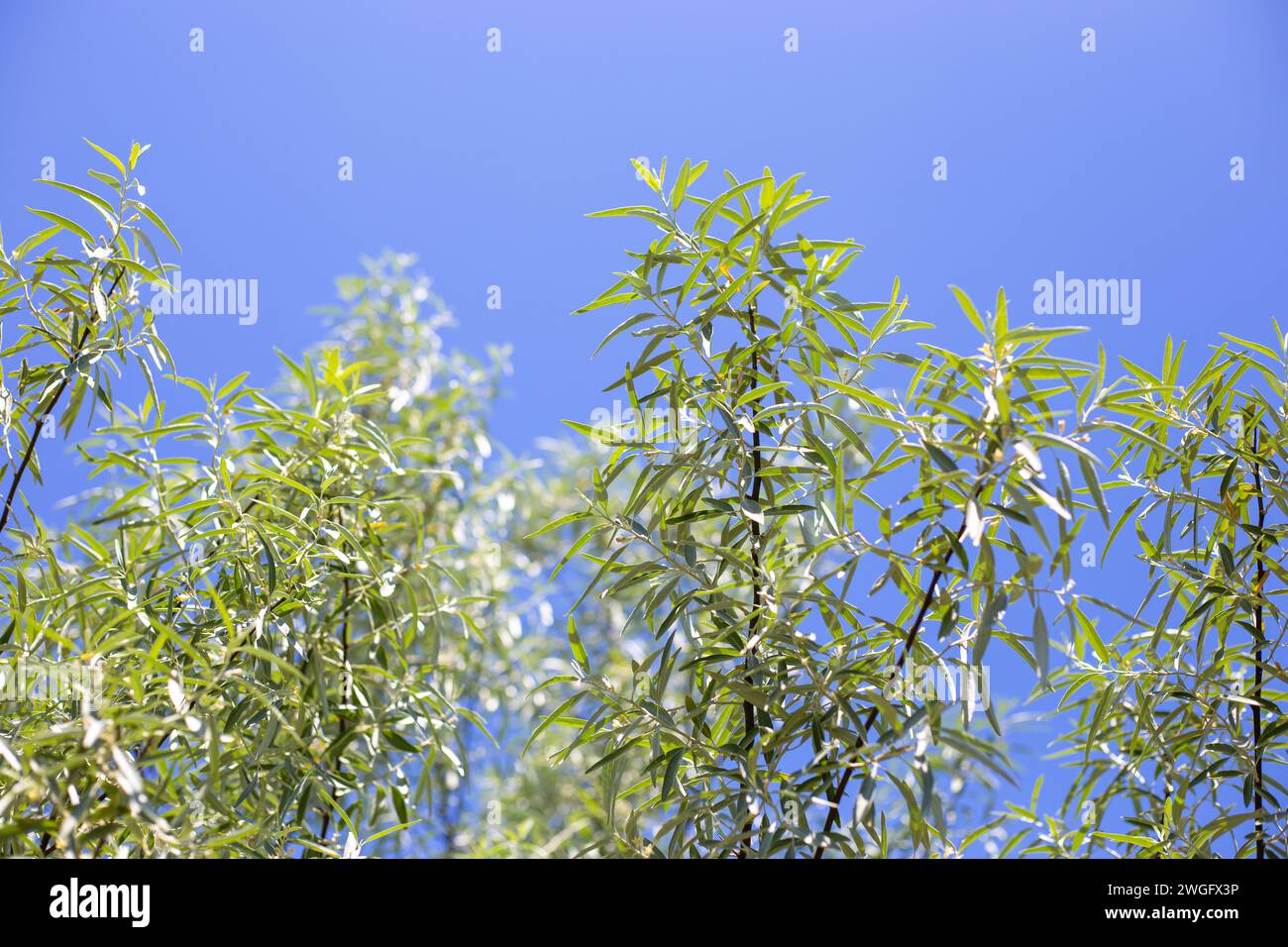 Eleven silver plant with long narrow leaves against a blue sky. Decorative bush. Stock Photo