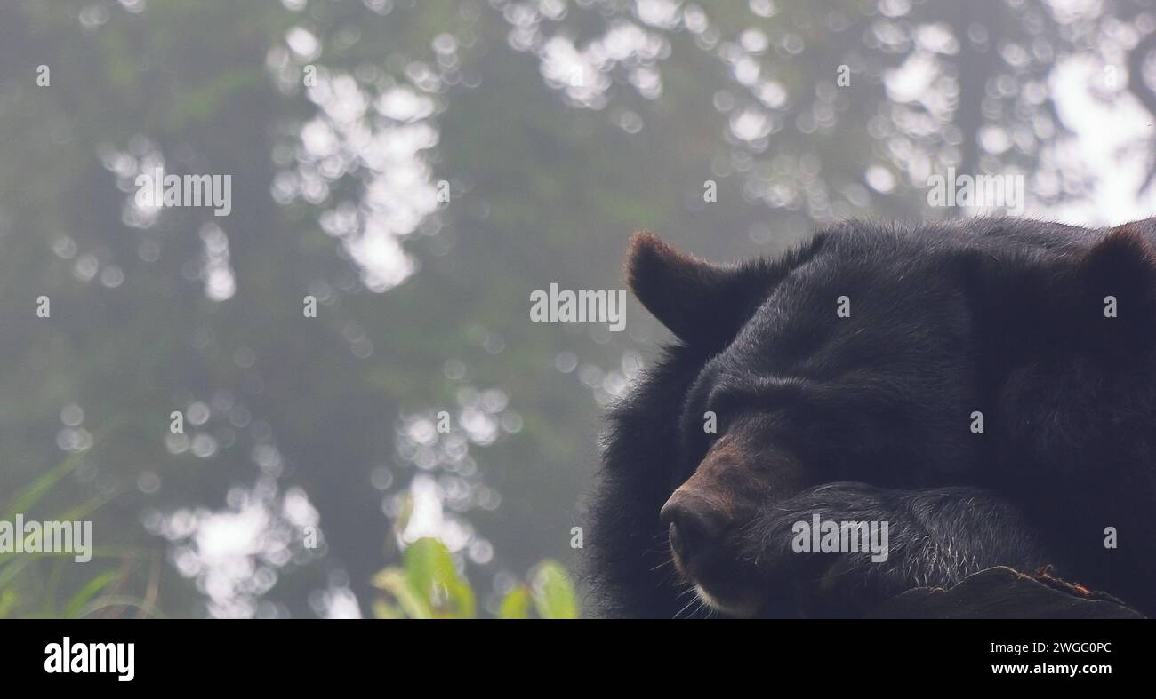 close up view of a endangered asiatic black bear (ursus thibetanus) in the wild, singalila forest, west bengal in india Stock Photo