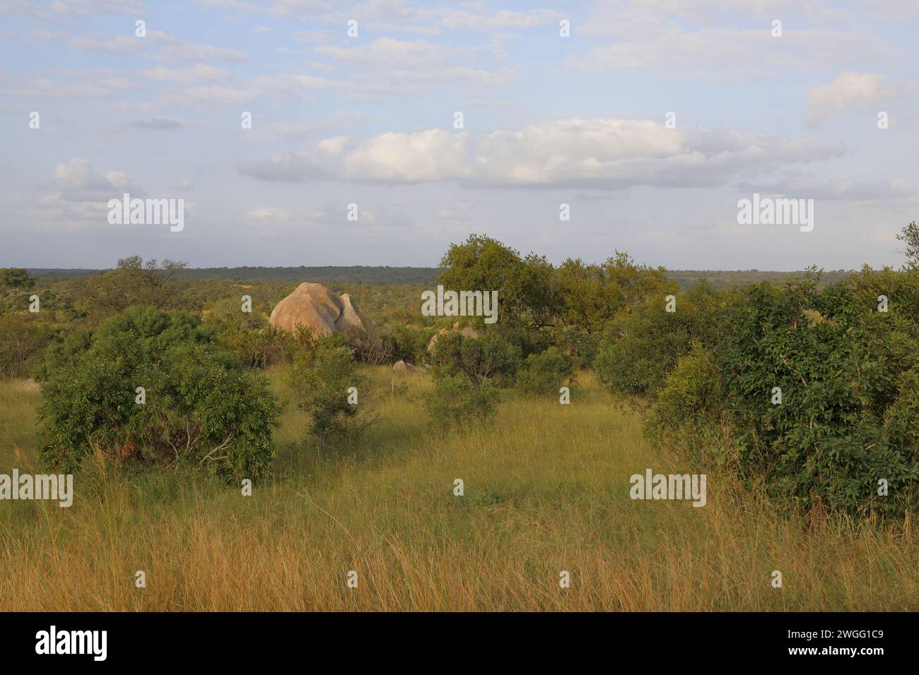 Afrikanischer Busch - Krügerpark / African Bush - Kruger Park / Stock Photo