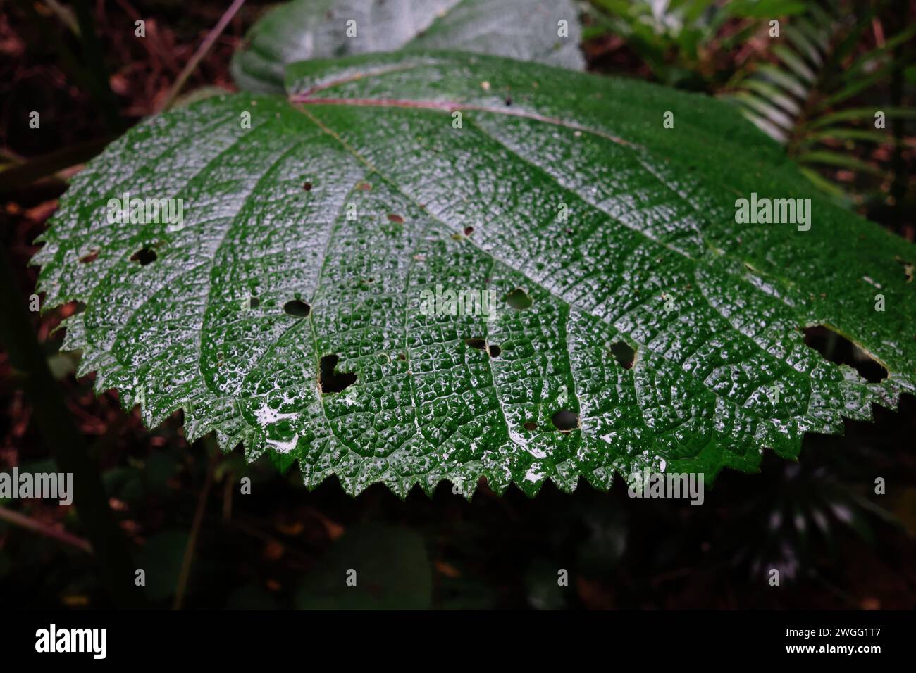 Stinging hairs visible on sides of leaf of stinging tree (Dendrocnide moroides), in rainforest at Malanda, Queensland, Australia Stock Photo