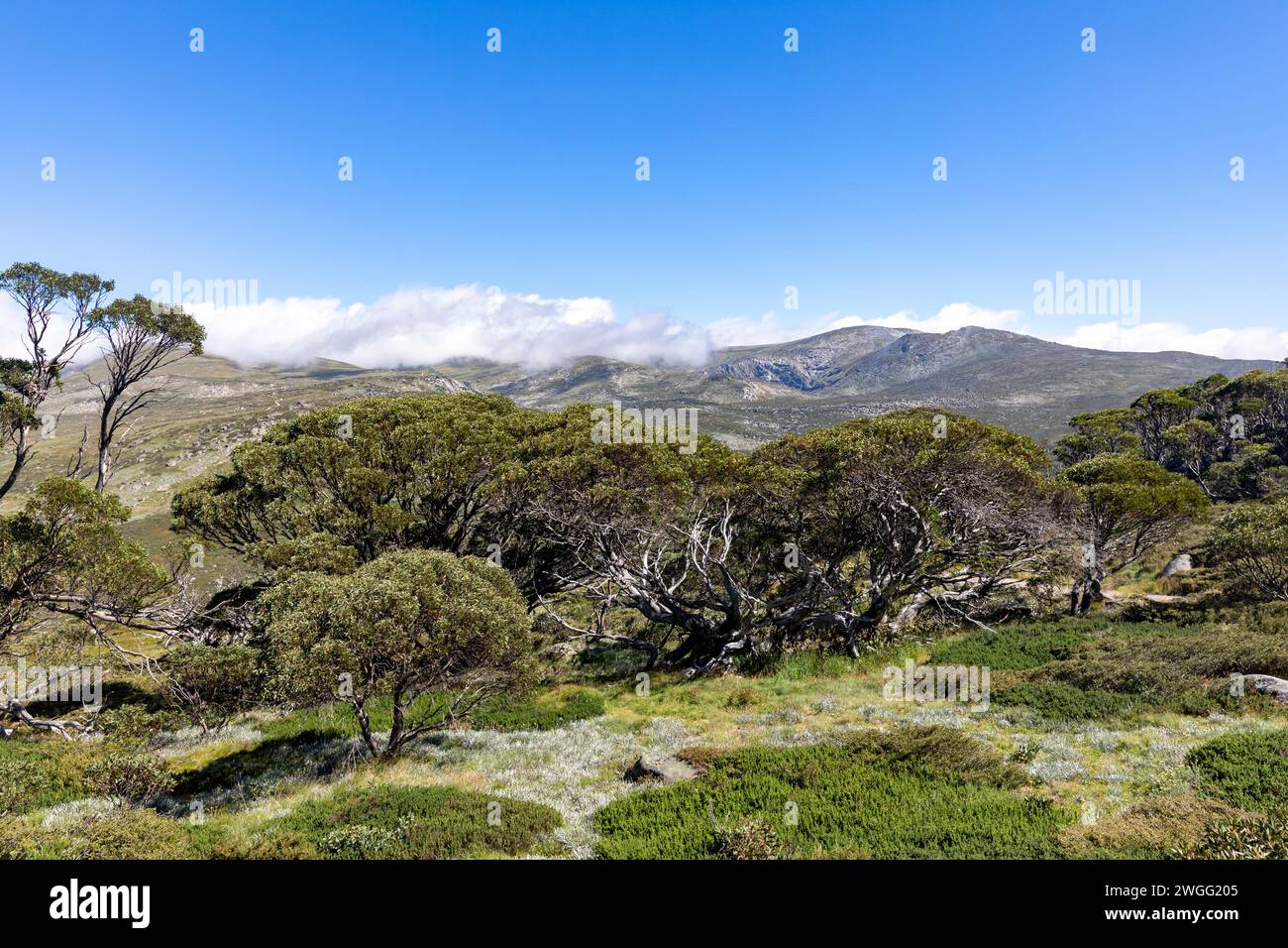 Australia, landscape of Kosciusko National Park in New South Wales ...