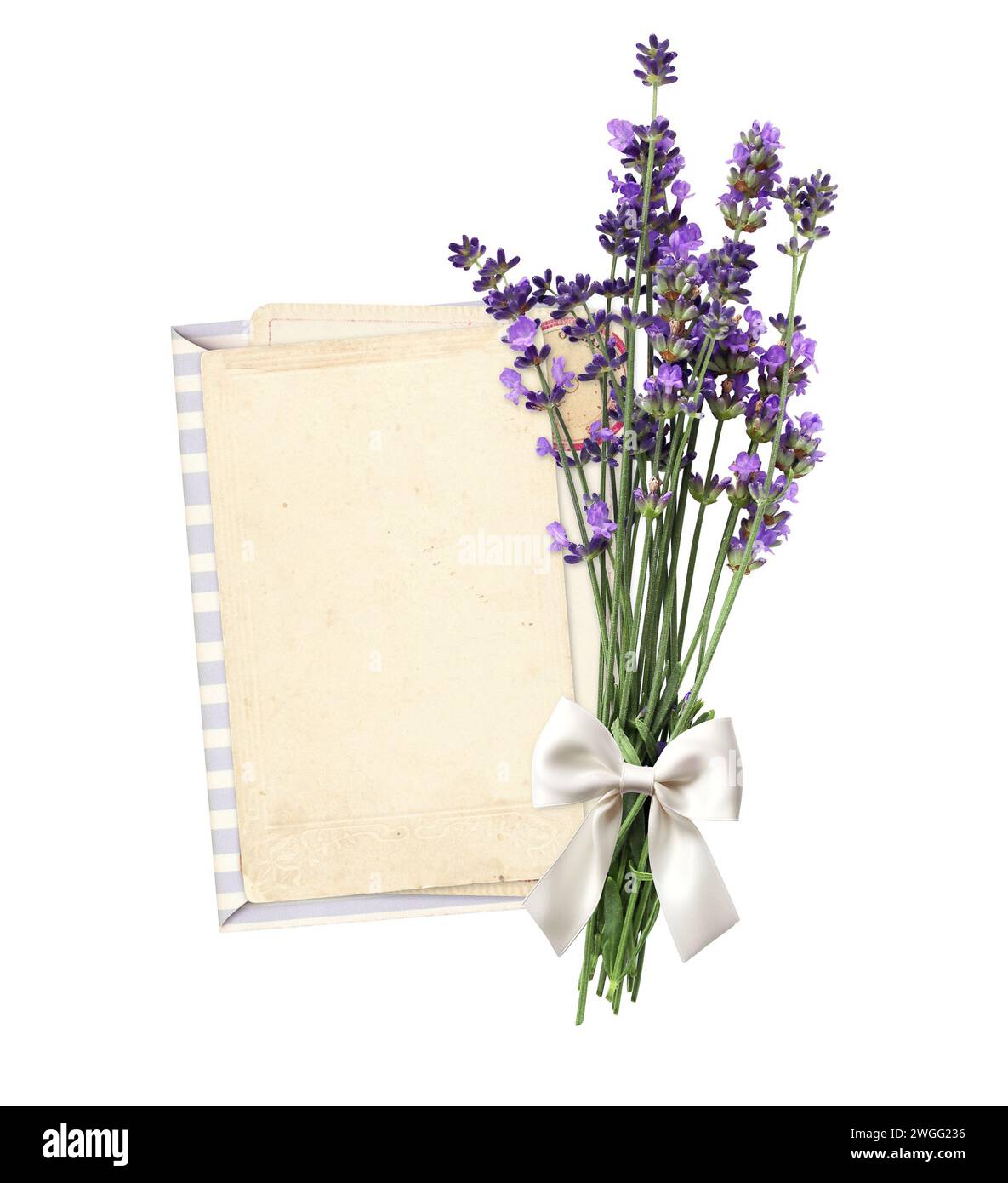 Blank paper card and bouquet of purple lavender flower, tied with a white bow. Bunch of fresh lavandula flowers. Isolated on white background. Mockup Stock Photo