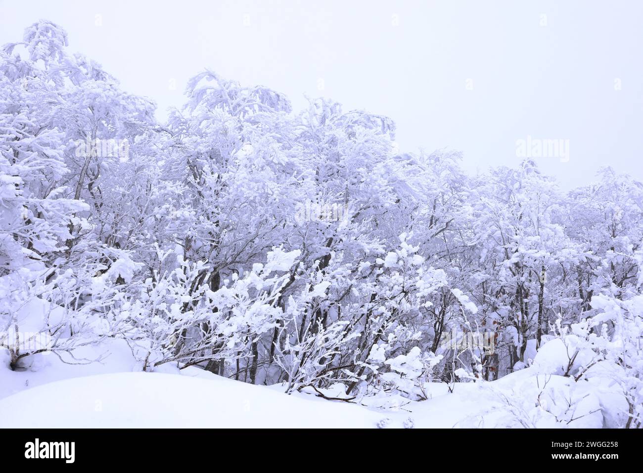 Tsuruga Castle (Wakamatsu castle) a concrete replica of 14thcentury
