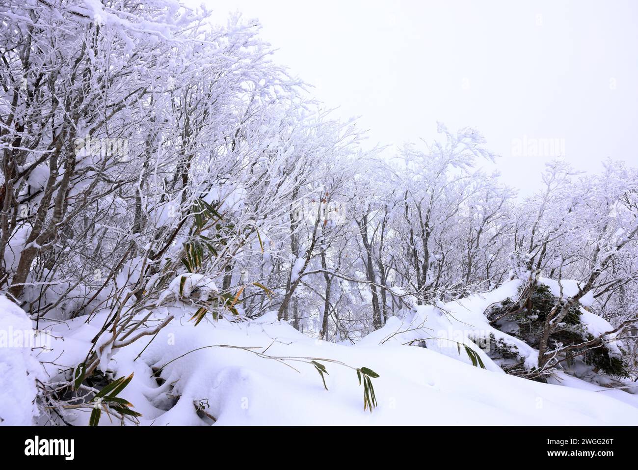 Tsuruga Castle (Wakamatsu castle) a concrete replica of 14thcentury