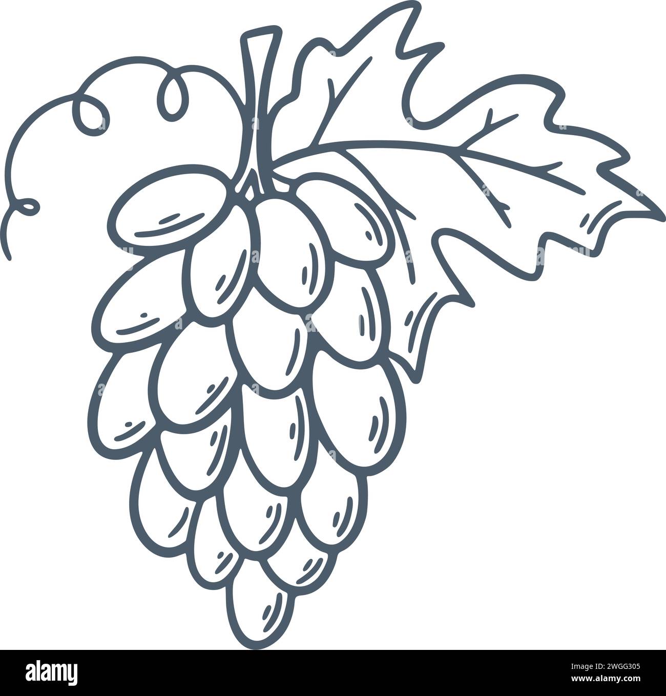 Grape branch with sheet, hand engraved. Grape seed ink doodle sketch