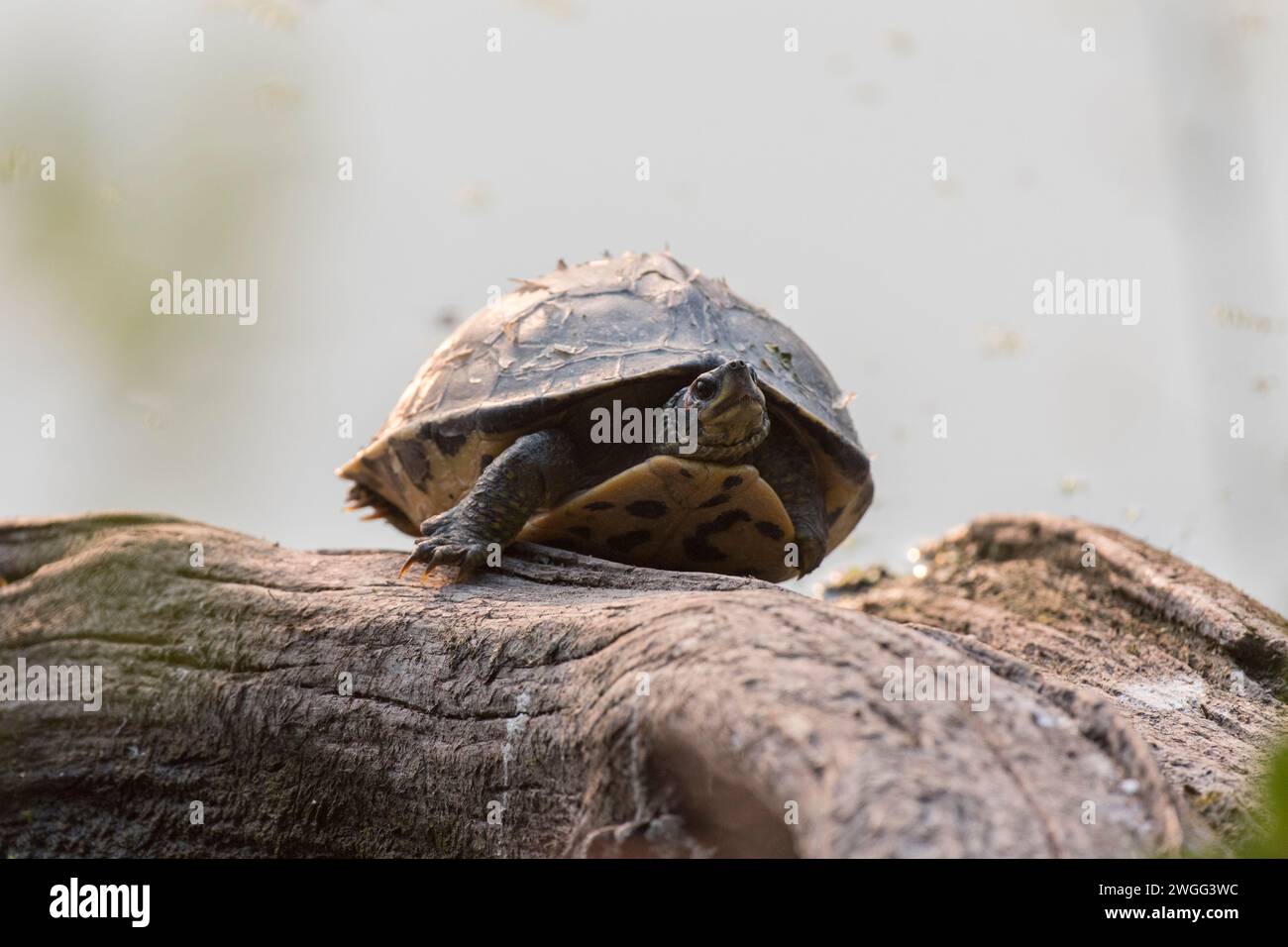Indian softshell Turtle perched on a rock Stock Photo