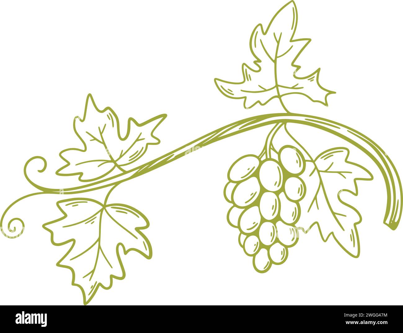 Green grape branch hand engraving. Chardonnay or Sauvignon sketch vine. Ripe bunches of white grape variety, isolated vector illustration Stock Vector