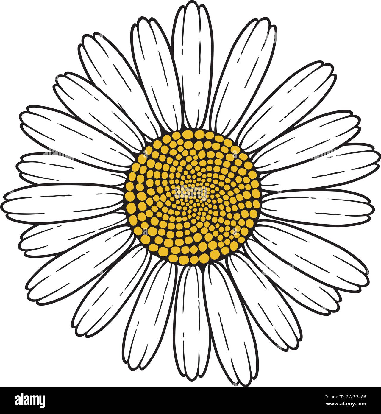 Chamomile Flower Color Vector Illustration Stock Vector