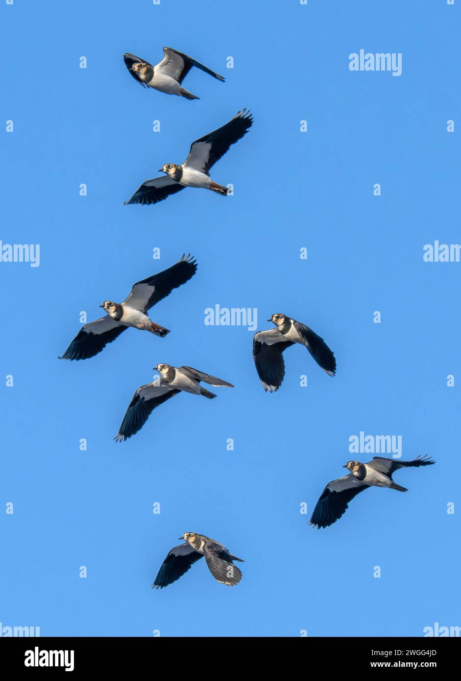 Flock of Northern lapwings, Vanellus vanellus, in flight on winter morning. Somerset. Stock Photo