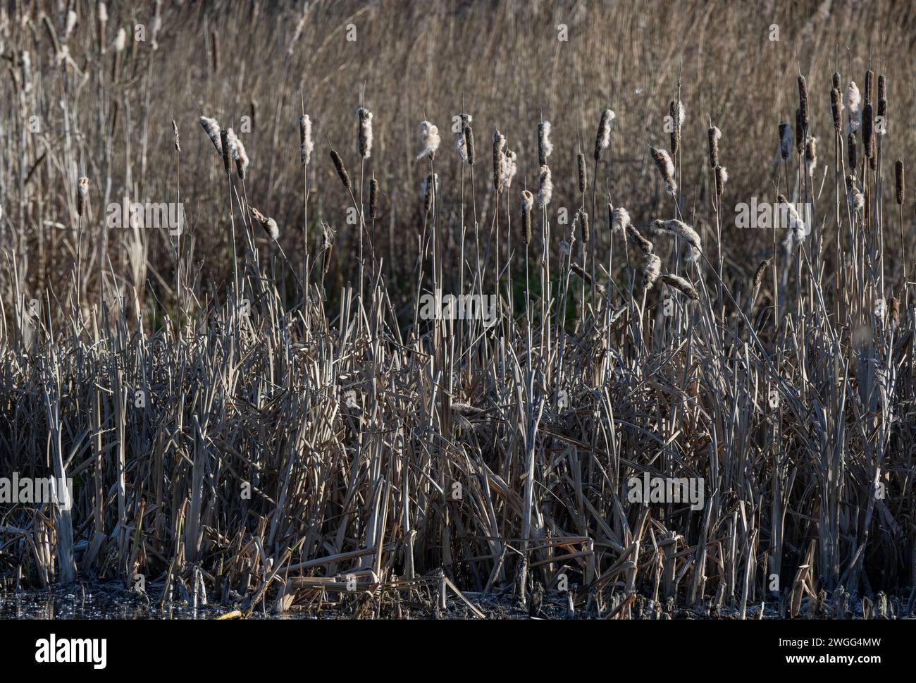 Bulrushes, Typha latifolia, in seed in midwinter, Somerset Levels. Stock Photo
