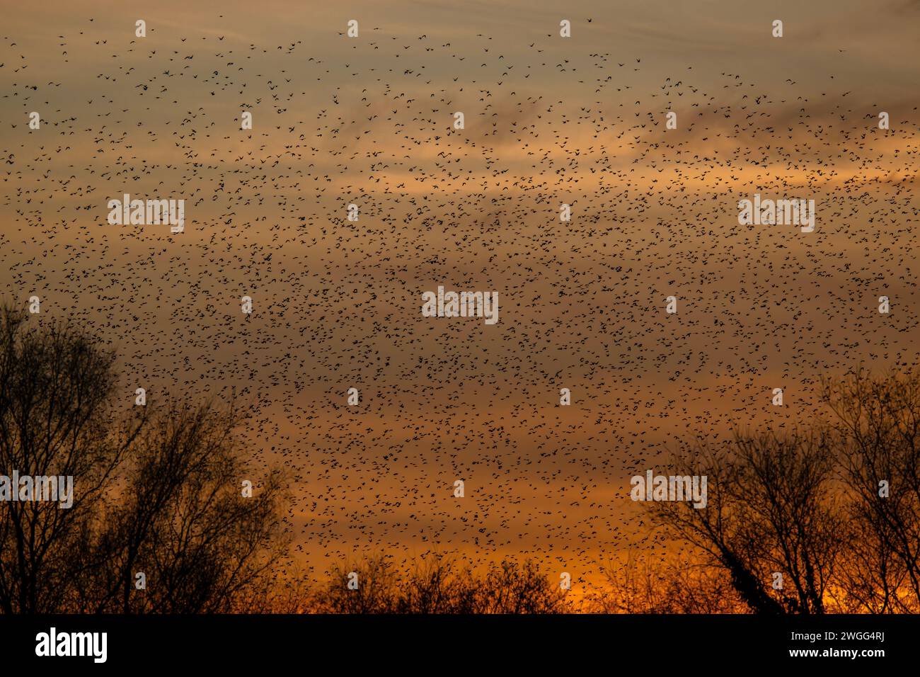 Starlings, Sturnus vulgaris, in large flocks coming in to roost. Somerset Levels. Stock Photo