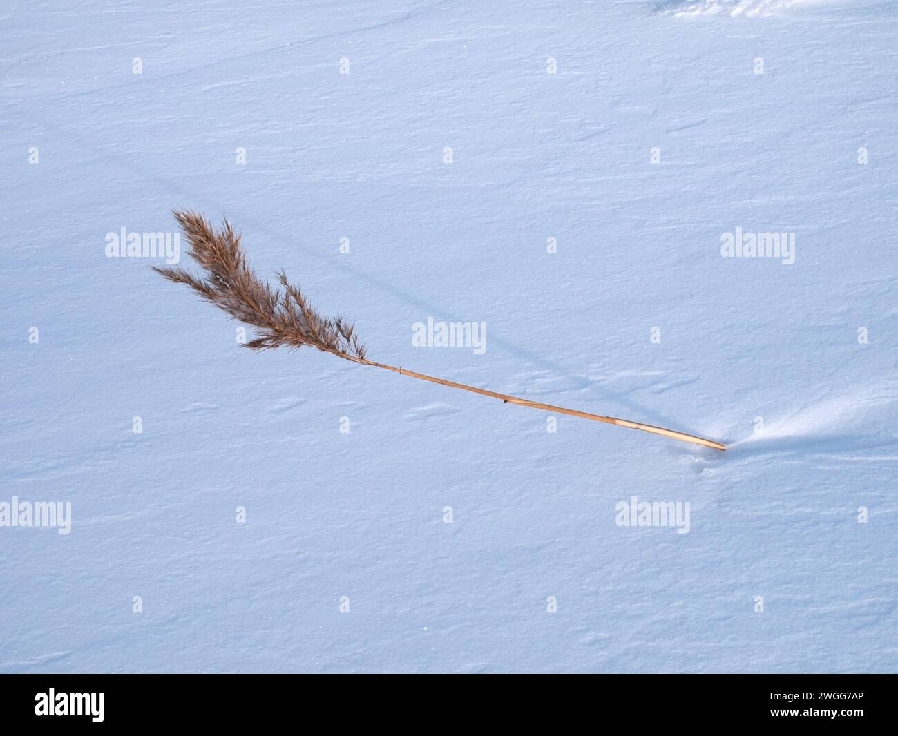Dry grass cowered snow nature hi-res stock photography and images - Alamy