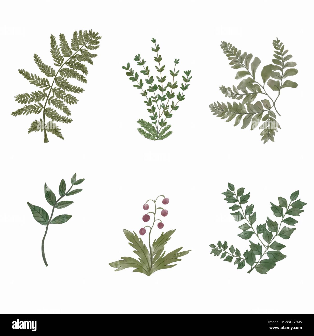 Vector watercolor painted plants. Hand drawn design elements isolated on white background. Stock Vector