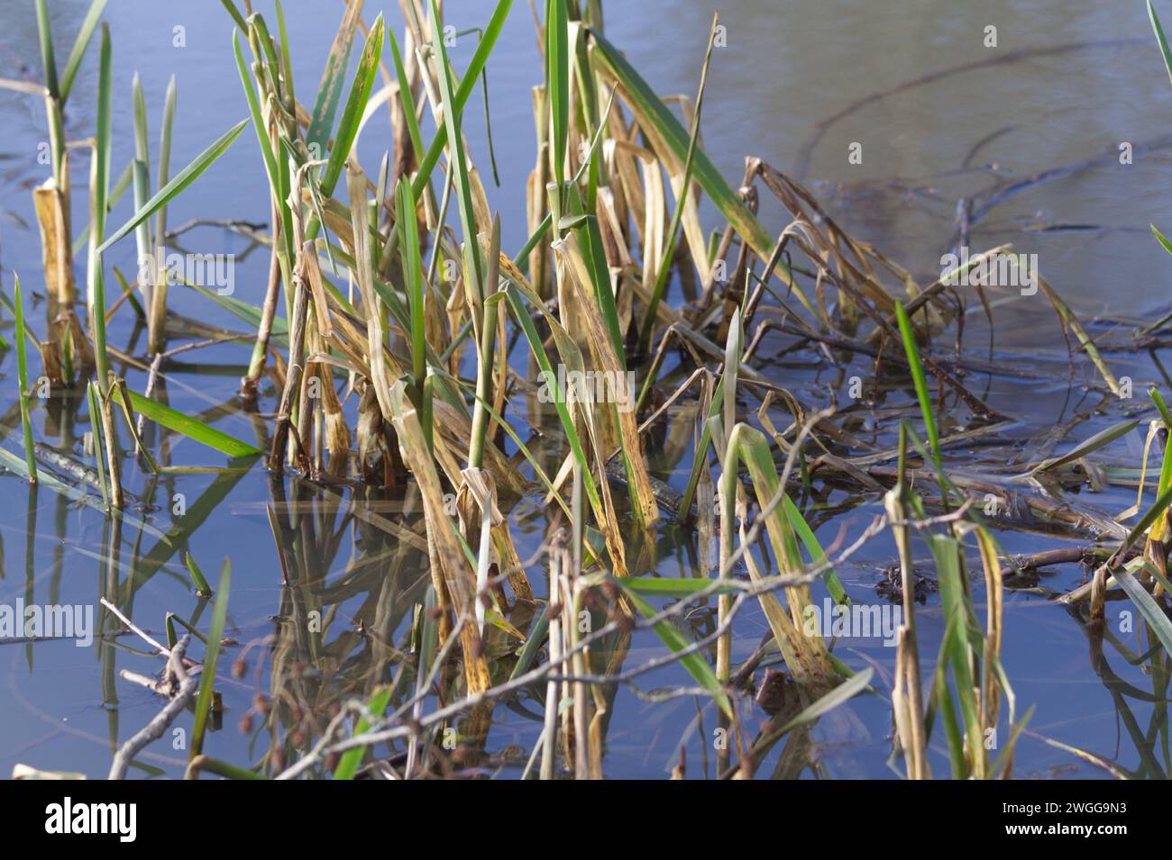 Reeds growing in water in late winter as new shoots start to appear Stock Photo