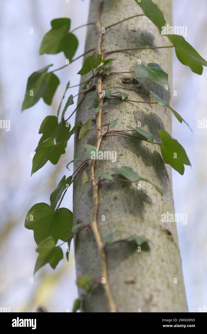 A climbing plant attached to a tree trunk Stock Photo - Alamy
