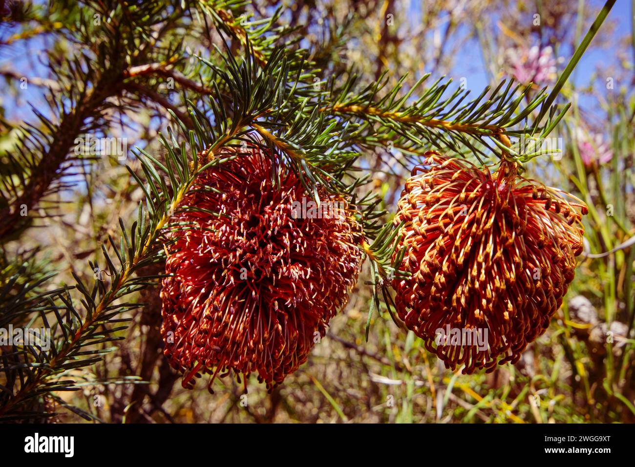 Flowers of the violet banksia (Banksia violacea) in natural habitat, Western Australia Stock Photo