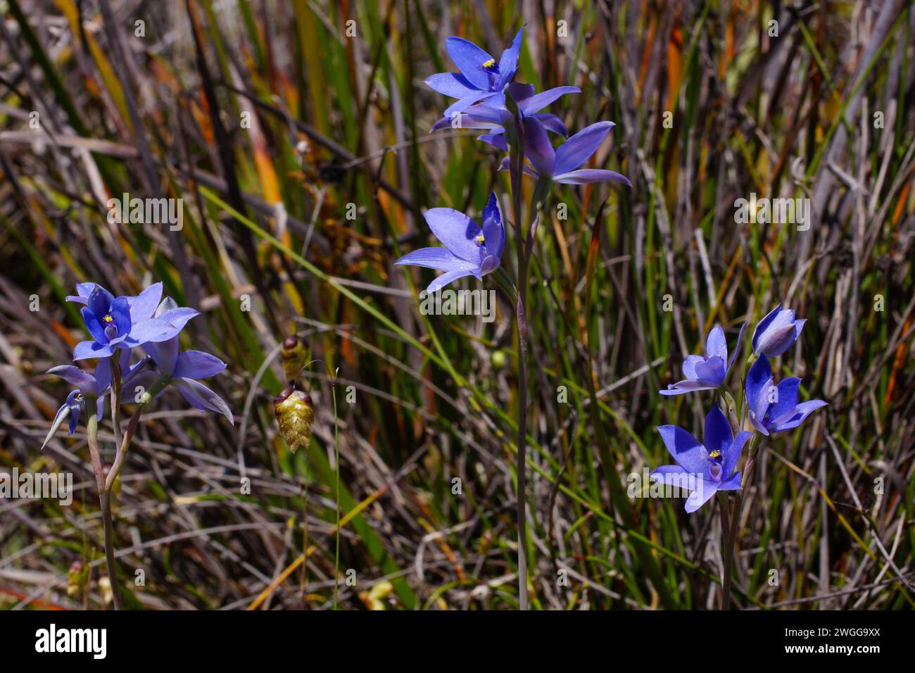 Flowers of the blue lady orchid (Thelymitra crinita), a sun orchid in natural habitat, Western Australia Stock Photo