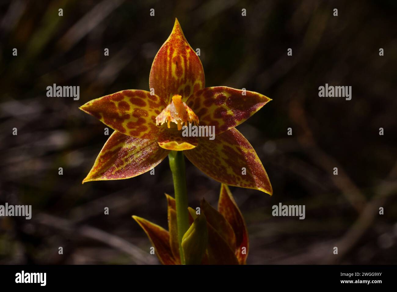 Yellow and brownish spotted flower of the endemic leopard orchid (Thelymitra benthamiana), Western Australia Stock Photo