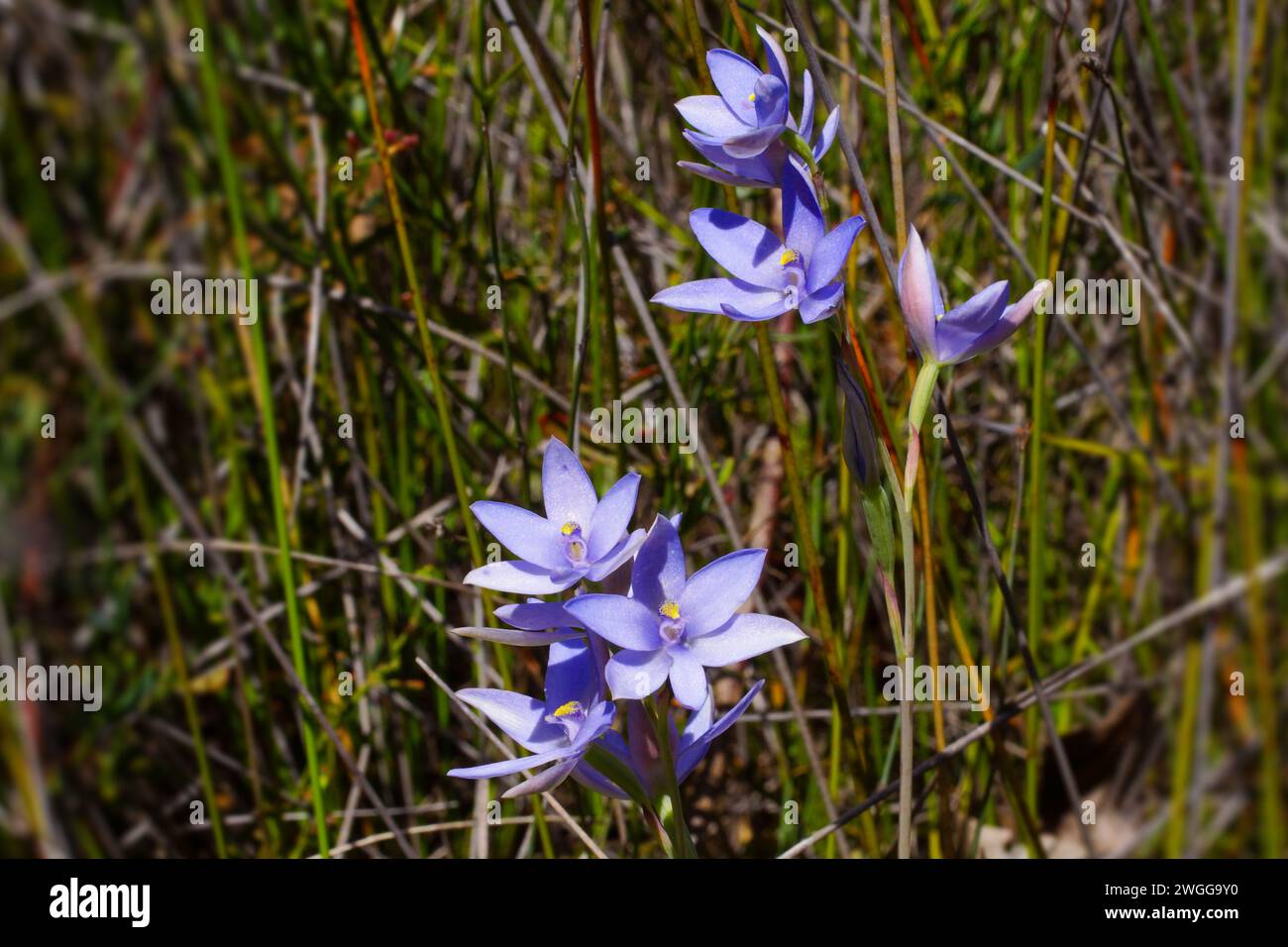 Blue lady orchid (Thelymitra crinita), a sun orchid in flower, in natural habitat, Western Australia Stock Photo