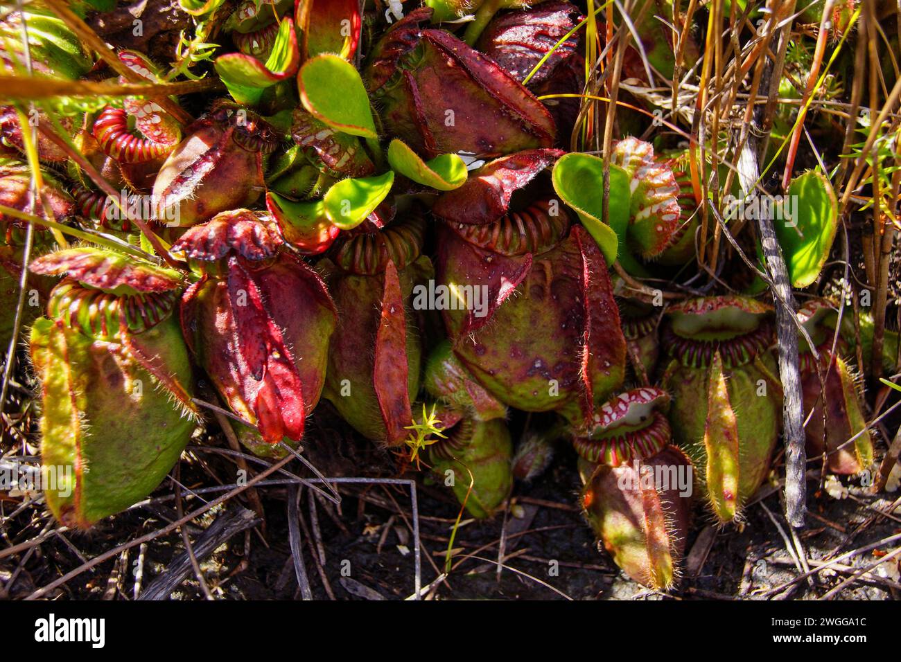 Colorful Albany pitcher plant (Cephalotus follicularis) in natural habitat, Western Australia Stock Photo