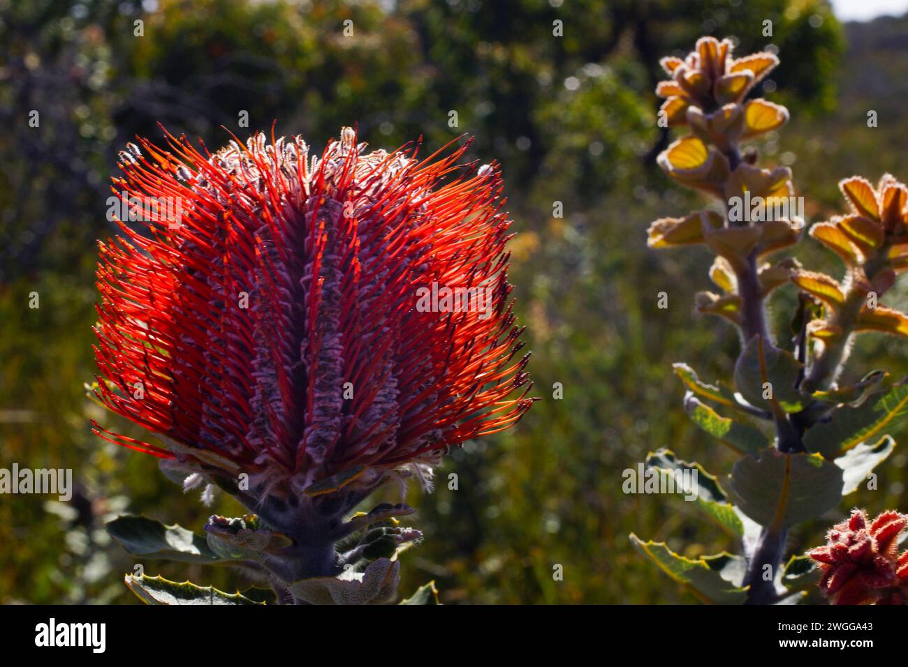 Red flower of the Scarlett Banksia (Banksia coccinea) in natural habitat, Western Australia Stock Photo
