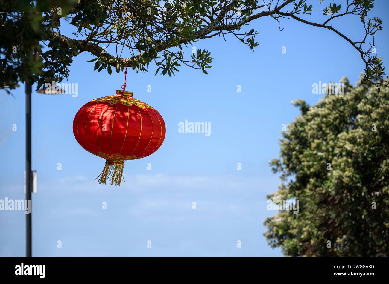 Chinese New Year lantern hanging under the Pohutukawa tree. Blue sky background. Auckland. Stock Photo