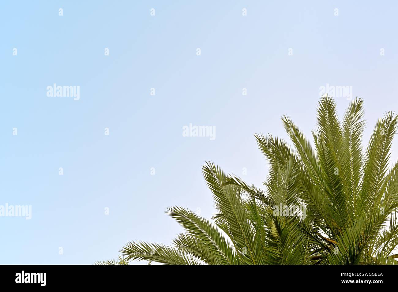 green palm leaves on a blue sky background Stock Photo - Alamy