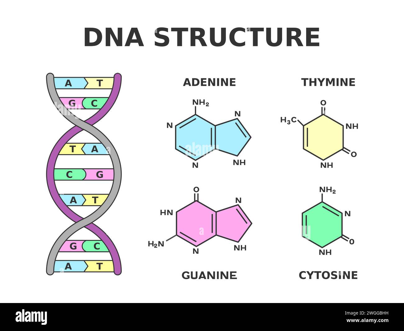 Dna chemical structure nucleobase pairs produced by eight nucleotides