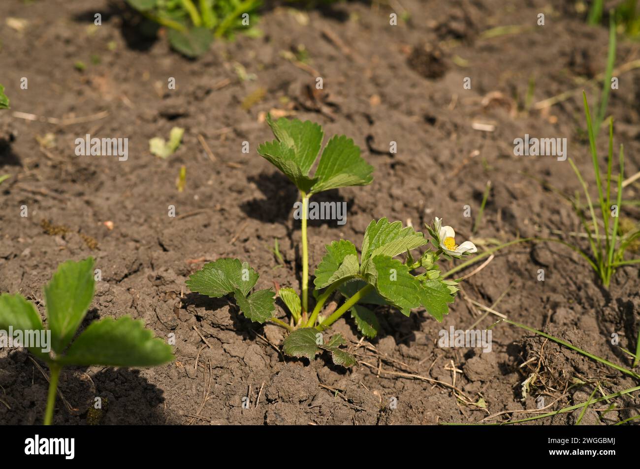A strawberry plant blooms in the garden Stock Photo - Alamy