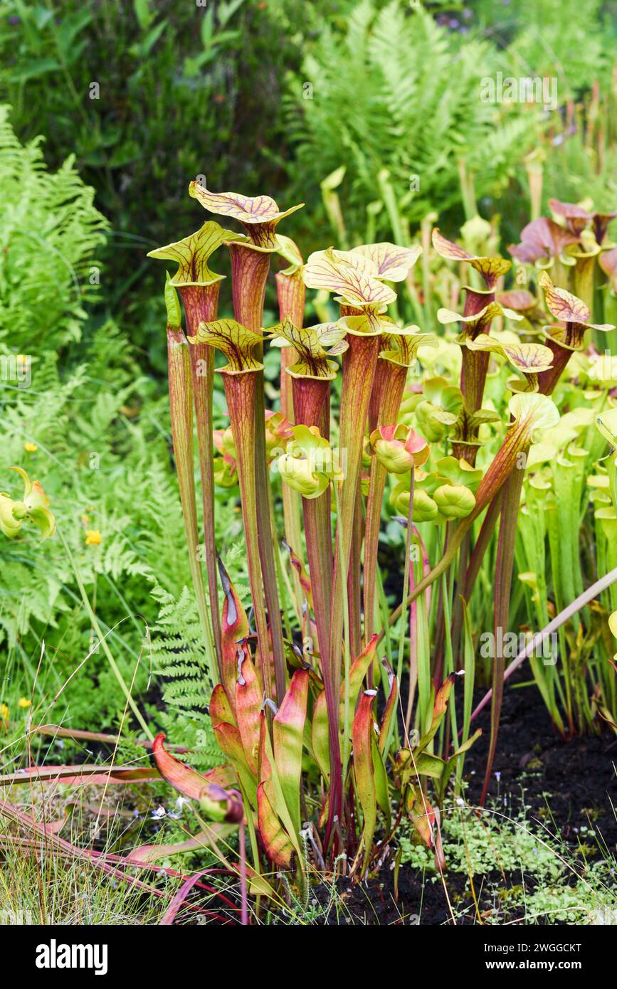 An insect-eating sarracenia plant growing in the garden in summer. Stock Photo