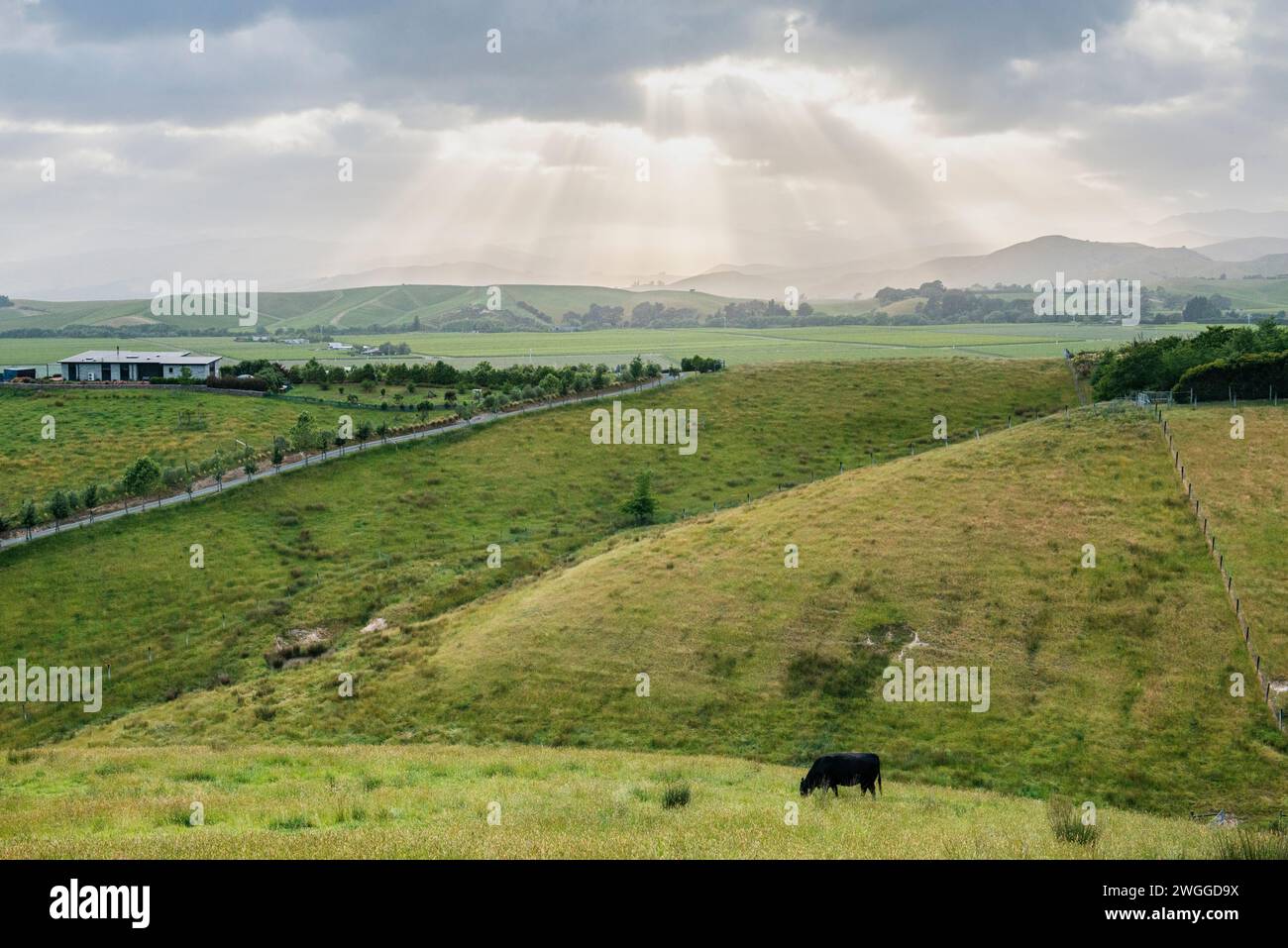 Vineyards and grazing lands near Blenheim in the Marlborough region of New Zealand Stock Photo