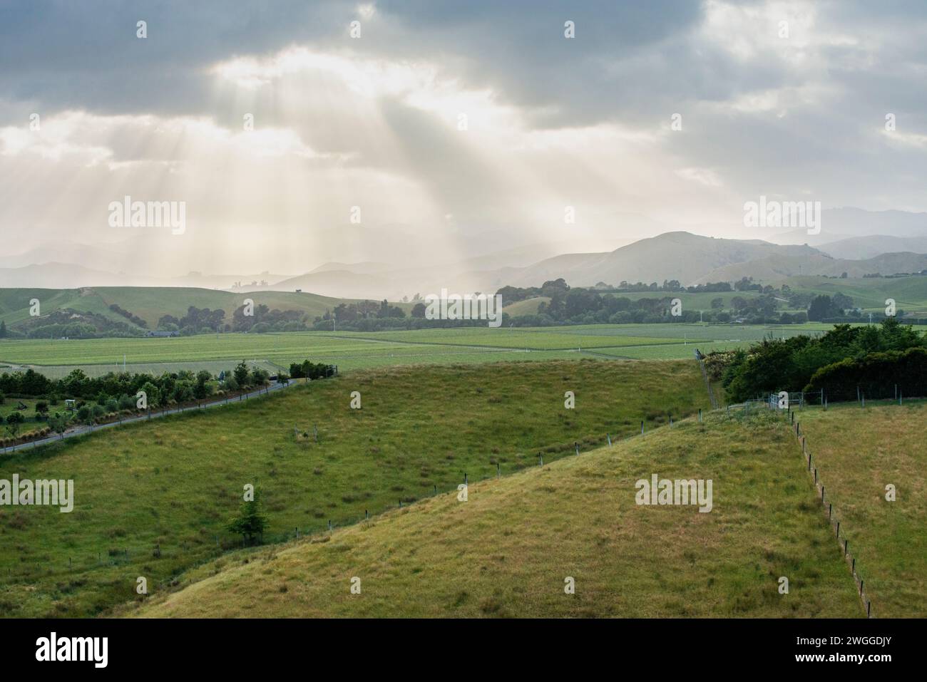 Vineyards and grazing lands near Blenheim in the Marlborough region of New Zealand Stock Photo