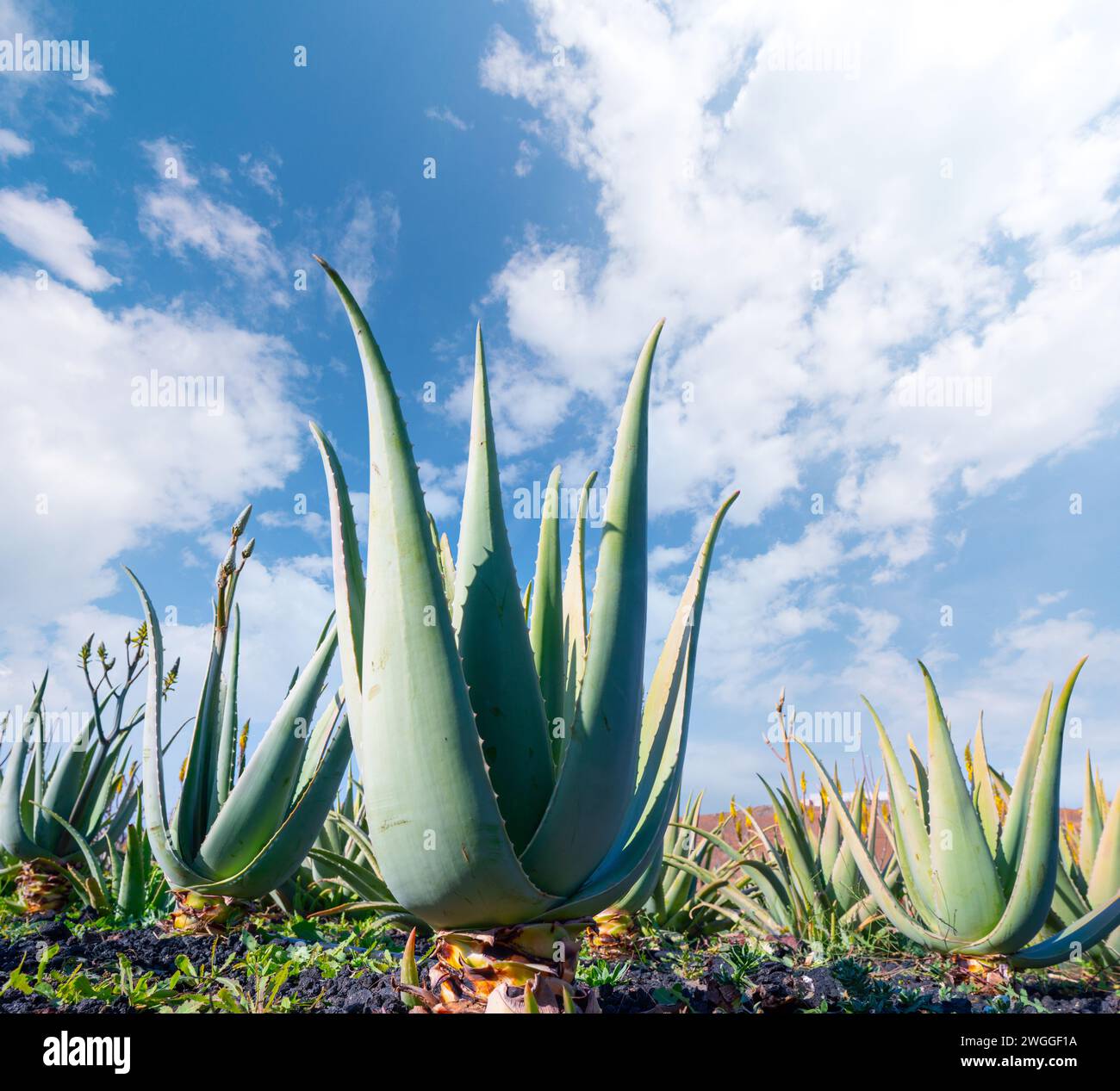 aloe vera succulent plantations for the production of medicinal products Stock Photo